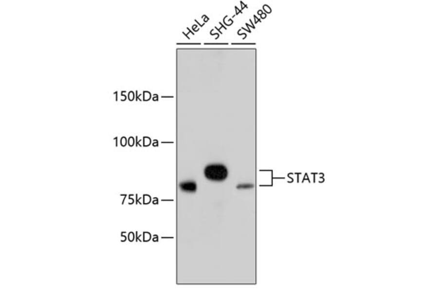 Western Blot - Anti-STAT3 Antibody (A11185) - Antibodies.com