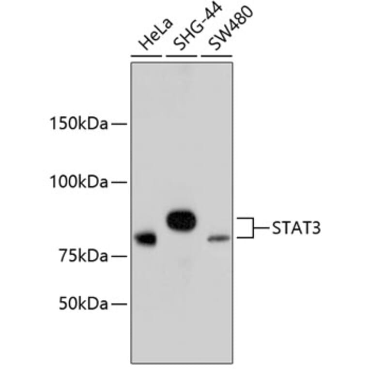 Western Blot - Anti-STAT3 Antibody (A11185) - Antibodies.com