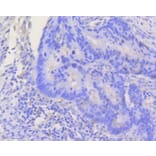 Immunohistochemistry - Anti-STAT3 Antibody (A11185) - Antibodies.com