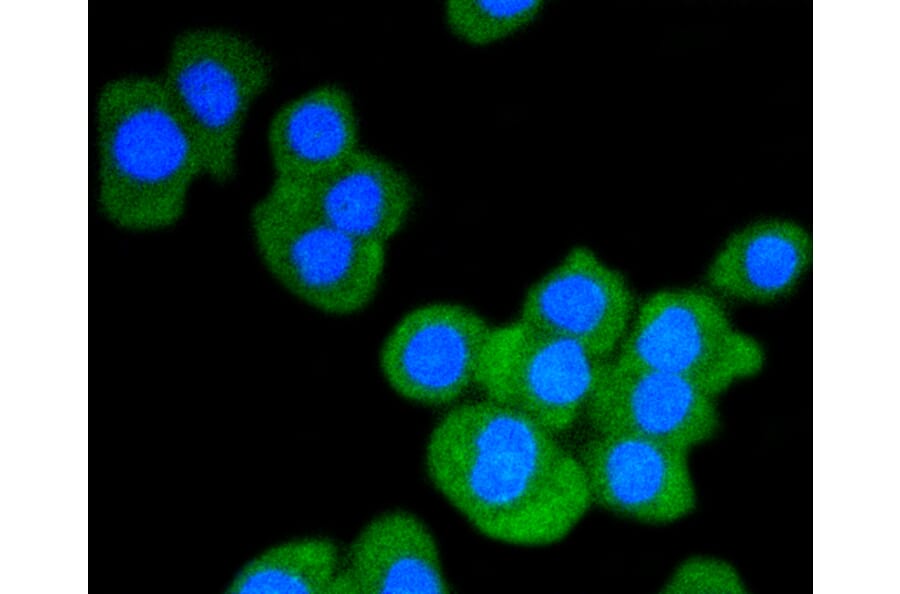 Immunofluorescence - Anti-STAT3 Antibody (A11185) - Antibodies.com