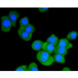 Immunofluorescence - Anti-STAT3 Antibody (A11185) - Antibodies.com