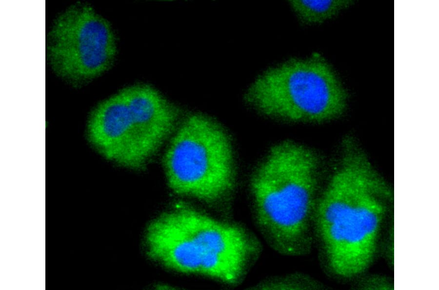 Immunofluorescence - Anti-VCAM1 Antibody (A11236) - Antibodies.com