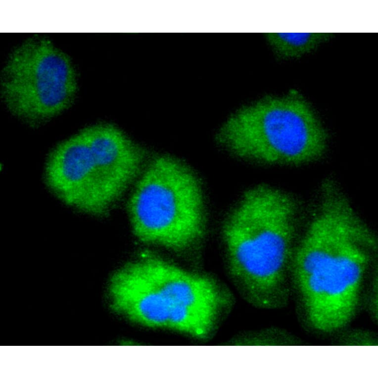 Immunofluorescence - Anti-VCAM1 Antibody (A11236) - Antibodies.com