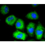Immunofluorescence - Anti-VCAM1 Antibody (A11236) - Antibodies.com