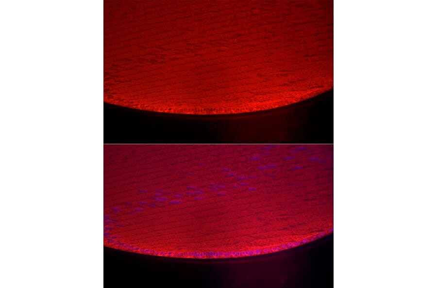 Immunofluorescence - Anti-alpha A Crystallin/CRYAA Antibody (A16759) - Antibodies.com