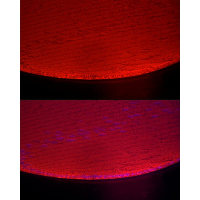 Immunofluorescence - Anti-alpha A Crystallin/CRYAA Antibody (A16759) - Antibodies.com