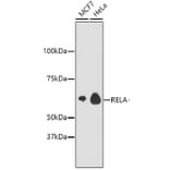 Western Blot - Anti-RELA Antibody (A11155) - Antibodies.com