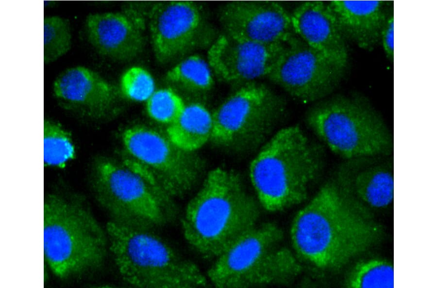 Immunofluorescence - Anti-RELA Antibody (A11155) - Antibodies.com