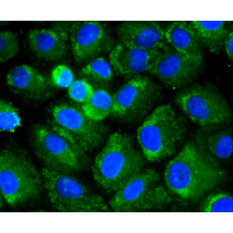 Immunofluorescence - Anti-RELA Antibody (A11155) - Antibodies.com