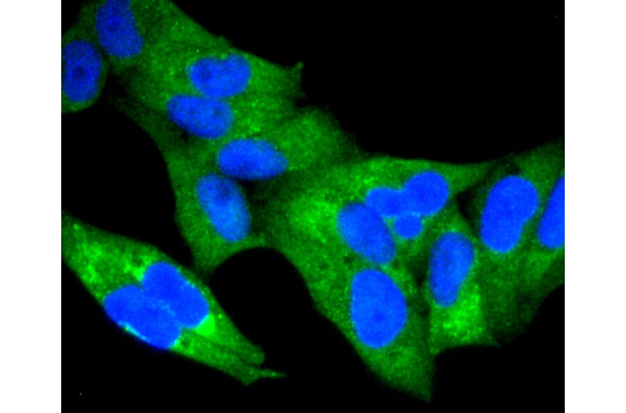 Immunofluorescence - Anti-RELA Antibody (A11155) - Antibodies.com