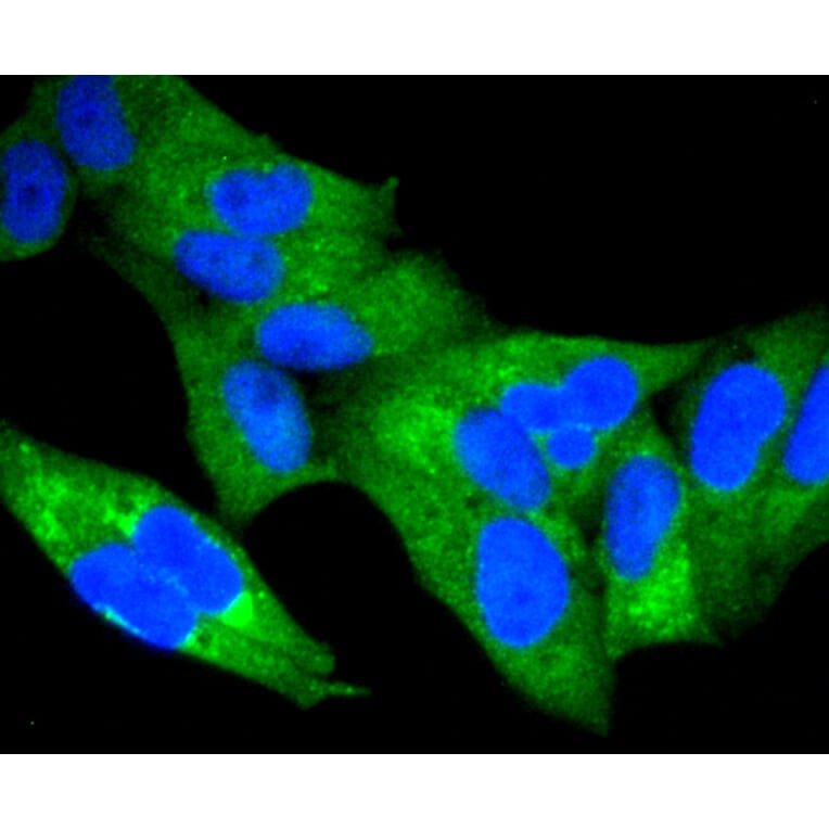 Immunofluorescence - Anti-RELA Antibody (A11155) - Antibodies.com
