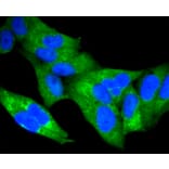 Immunofluorescence - Anti-RELA Antibody (A11155) - Antibodies.com