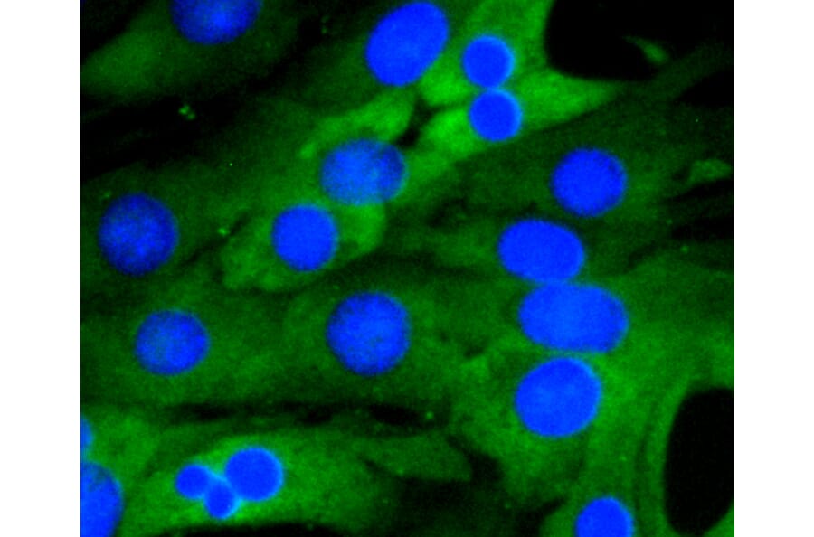 Immunofluorescence - Anti-RELA Antibody (A11155) - Antibodies.com