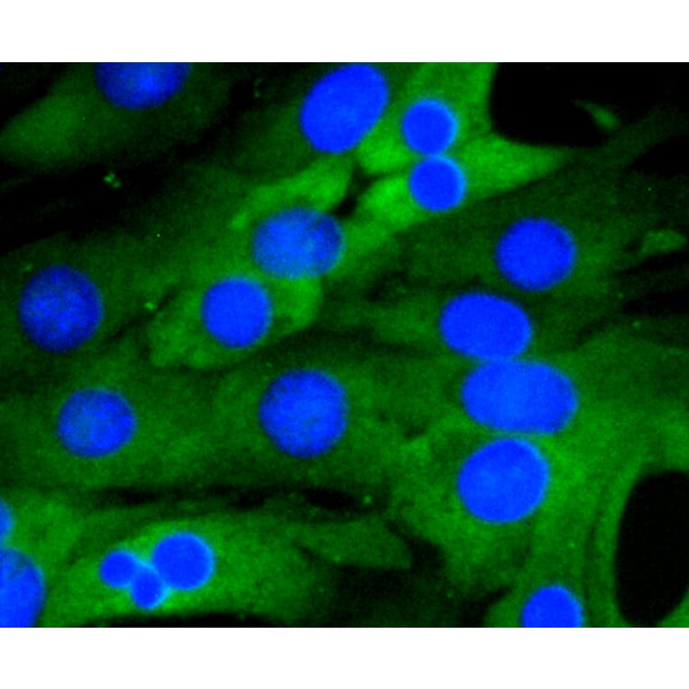 Immunofluorescence - Anti-RELA Antibody (A11155) - Antibodies.com