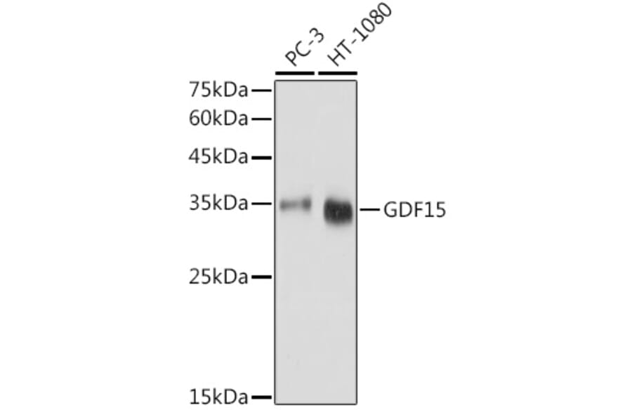 Western Blot - Anti-GDF15 Antibody (A16768) - Antibodies.com