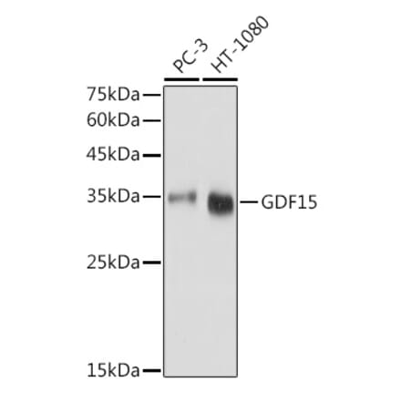 Western Blot - Anti-GDF15 Antibody (A16768) - Antibodies.com