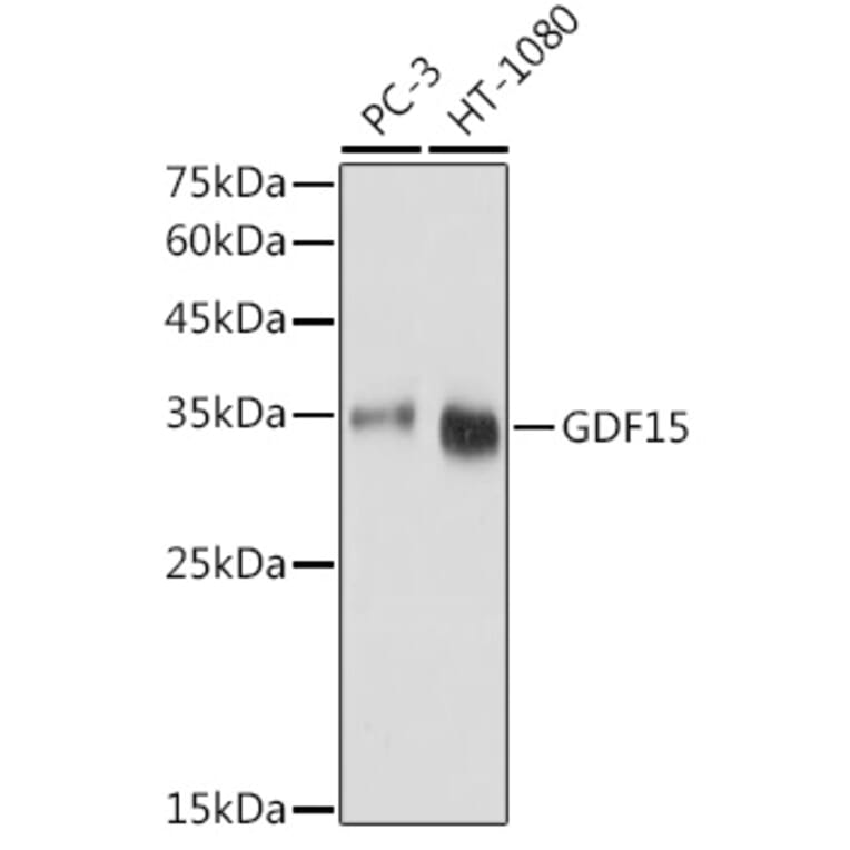 Western Blot - Anti-GDF15 Antibody (A16768) - Antibodies.com