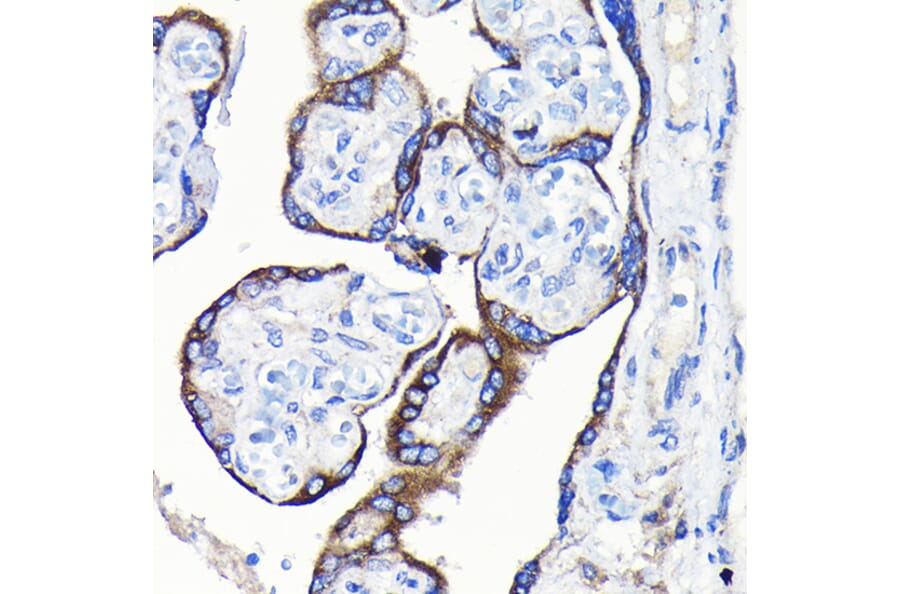 Immunohistochemistry - Anti-GDF15 Antibody (A16768) - Antibodies.com