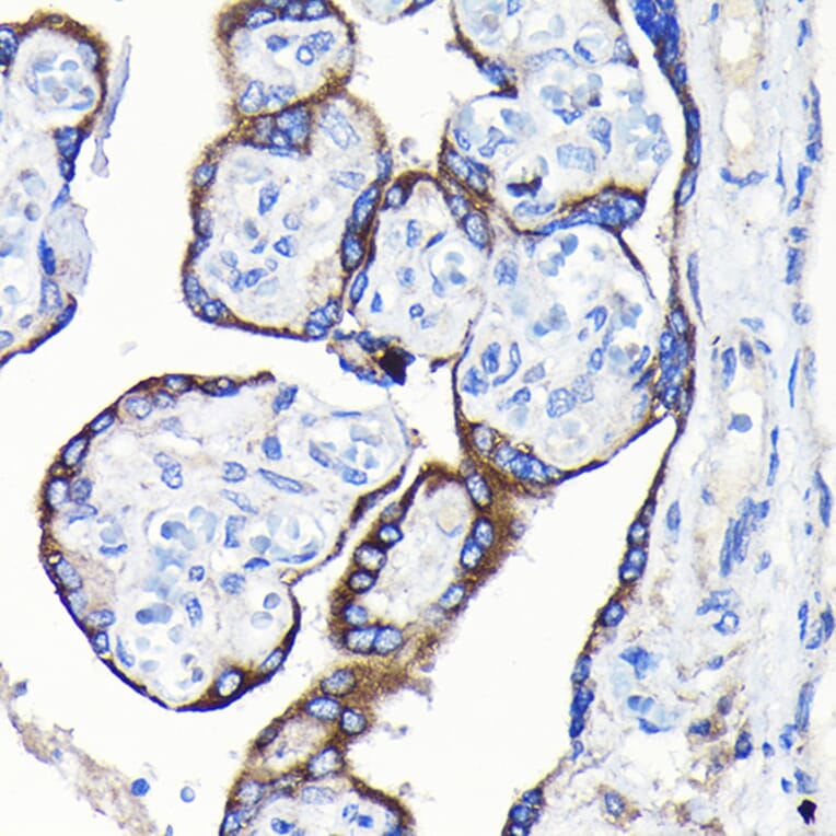 Immunohistochemistry - Anti-GDF15 Antibody (A16768) - Antibodies.com