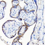 Immunohistochemistry - Anti-GDF15 Antibody (A16768) - Antibodies.com