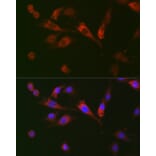 Immunofluorescence - Anti-GDF15 Antibody (A16768) - Antibodies.com