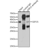 Western Blot - Anti-GDF15 Antibody (A16768) - Antibodies.com