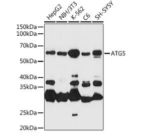 Western Blot - Anti-APG5L/ATG5 Antibody (A16769) - Antibodies.com