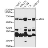 Western Blot - Anti-APG5L / ATG5 Antibody (A16769) - Antibodies.com