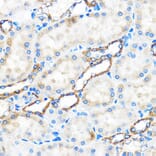 Immunohistochemistry - Anti-APG5L / ATG5 Antibody (A16769) - Antibodies.com