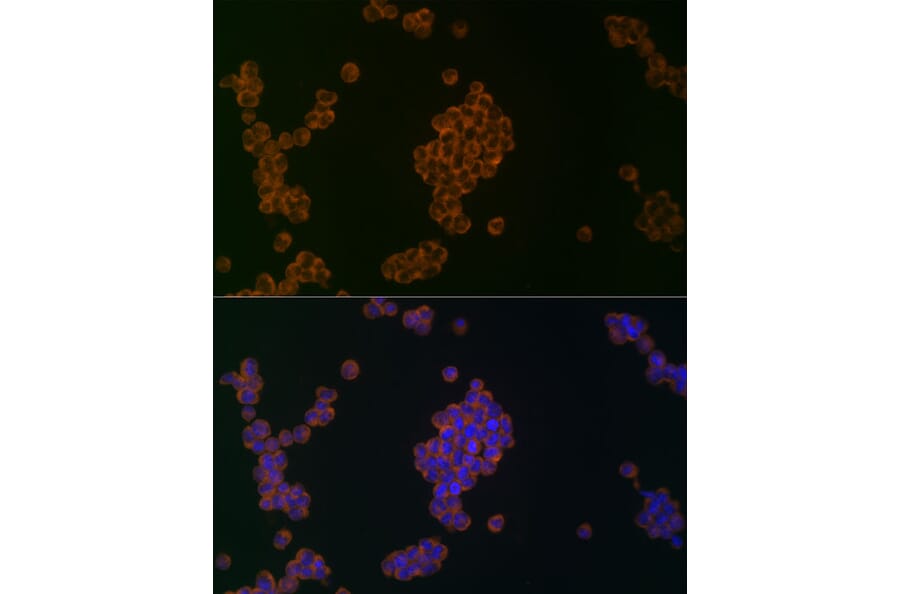 Immunofluorescence - Anti-APG5L/ATG5 Antibody (A16769) - Antibodies.com
