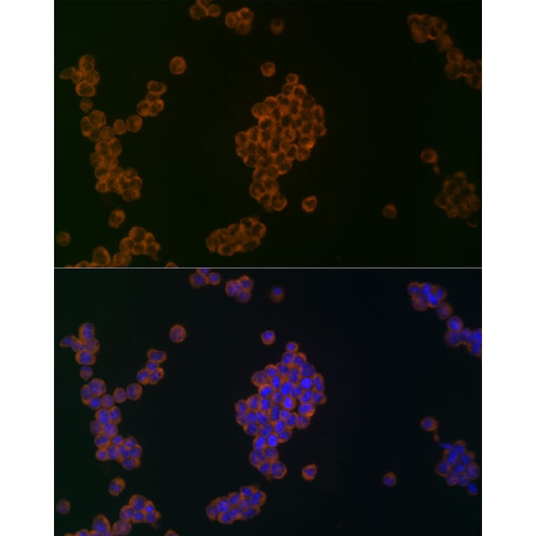 Immunofluorescence - Anti-APG5L / ATG5 Antibody (A16769) - Antibodies.com