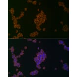 Immunofluorescence - Anti-APG5L / ATG5 Antibody (A16769) - Antibodies.com