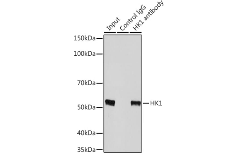 Western Blot - Anti-p53 Antibody (A16771) - Antibodies.com
