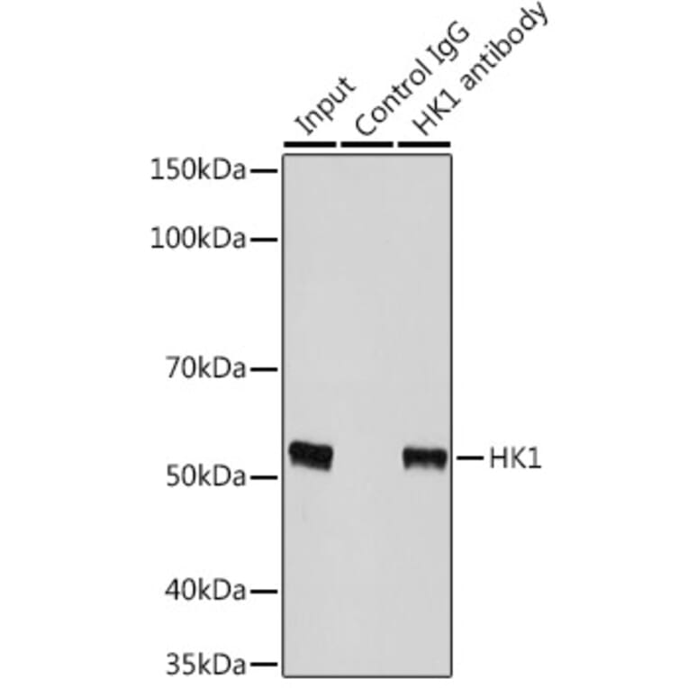 Western Blot - Anti-p53 Antibody (A16771) - Antibodies.com