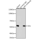 Western Blot - Anti-p53 Antibody (A16771) - Antibodies.com