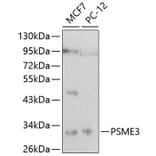 Western Blot - Anti-PSME3 Antibody (A16772) - Antibodies.com