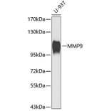 Western Blot - Anti-MMP9 Antibody (A0311) - Antibodies.com