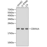 Western Blot - Anti-CDKN1A Antibody (A0319) - Antibodies.com