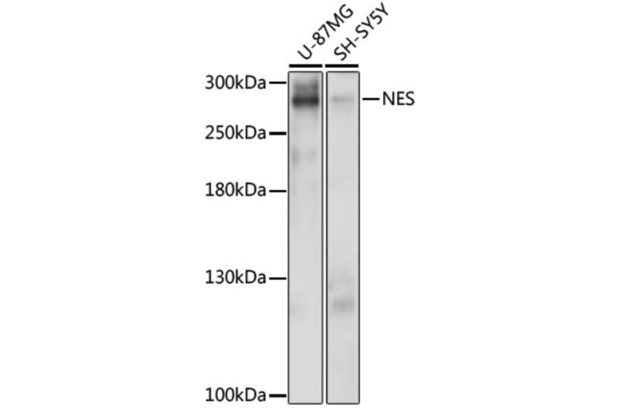Western Blot - Anti-NES Antibody (A0484) - Antibodies.com