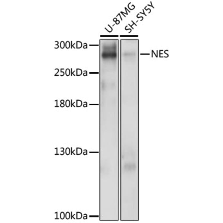 Western Blot - Anti-NES Antibody (A0484) - Antibodies.com