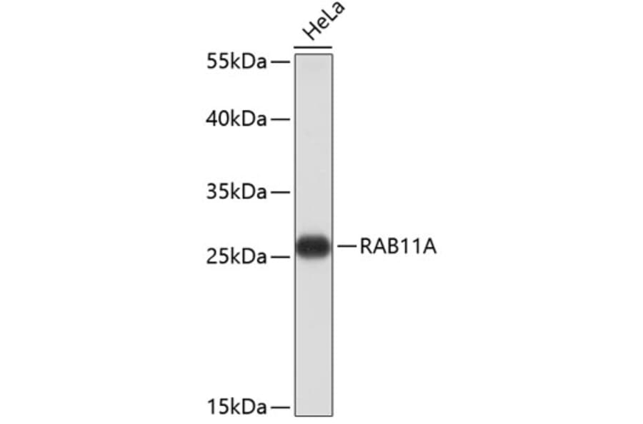 Western Blot - Anti-RAB11A Antibody (A0597) - Antibodies.com