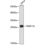 Western Blot - Anti-RAB11A Antibody (A0597) - Antibodies.com
