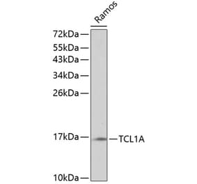 Western Blot - Anti-Tcl1 Antibody (A16780) - Antibodies.com