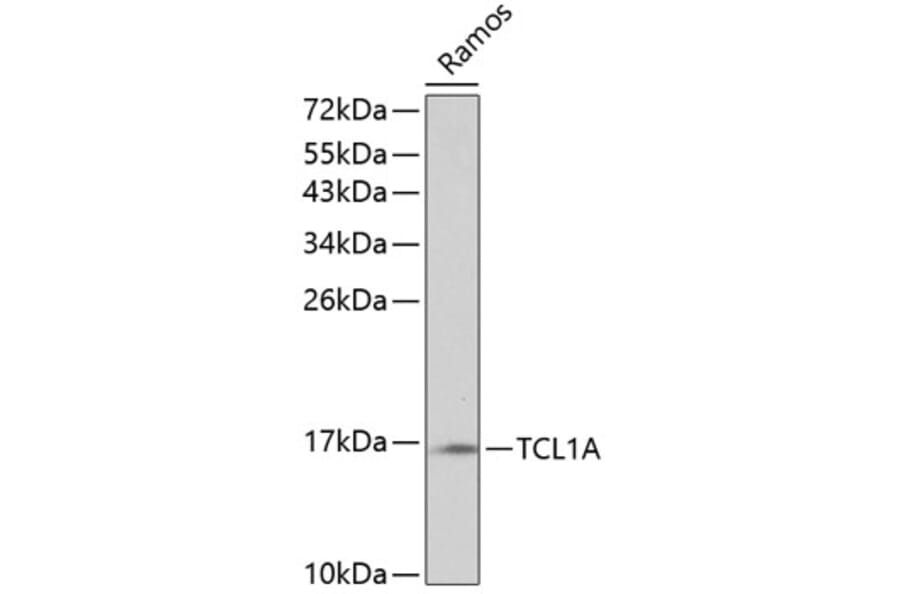Western Blot - Anti-Tcl1 Antibody (A16780) - Antibodies.com