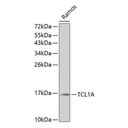 Western Blot - Anti-Tcl1 Antibody (A16780) - Antibodies.com