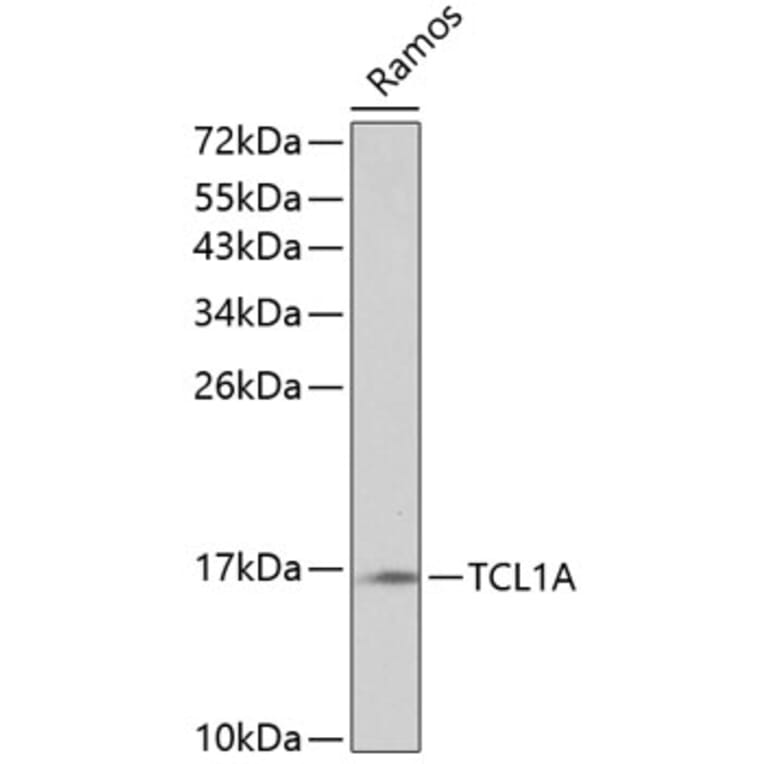 Western Blot - Anti-Tcl1 Antibody (A16780) - Antibodies.com