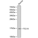 Western Blot - Anti-Tcl1 Antibody (A16780) - Antibodies.com