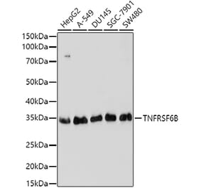 Western Blot - Anti-DcR3 Antibody (A16781) - Antibodies.com