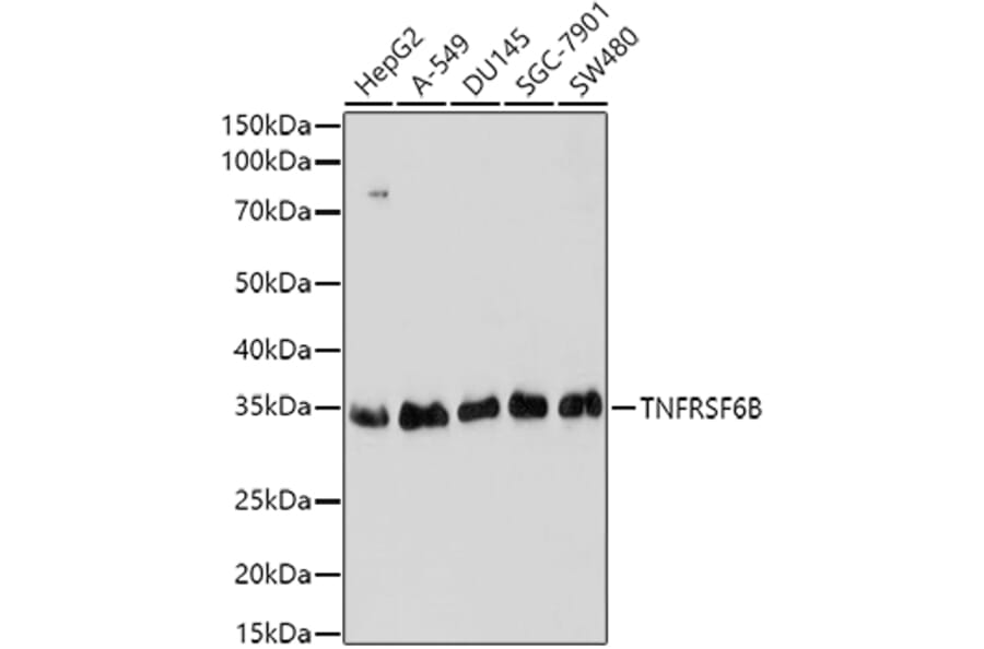 Western Blot - Anti-DcR3 Antibody (A16781) - Antibodies.com