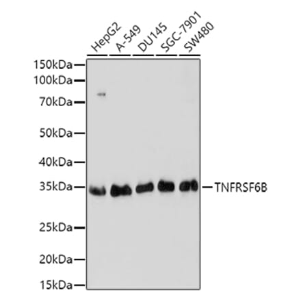 Western Blot - Anti-DcR3 Antibody (A16781) - Antibodies.com